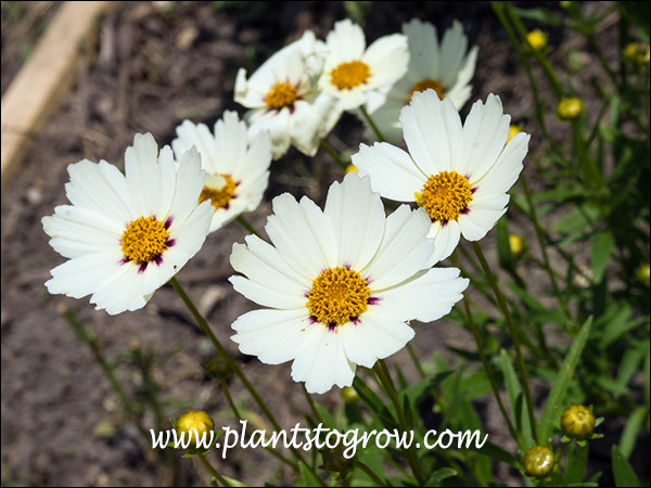 Nice sturdy plants in the garden.
